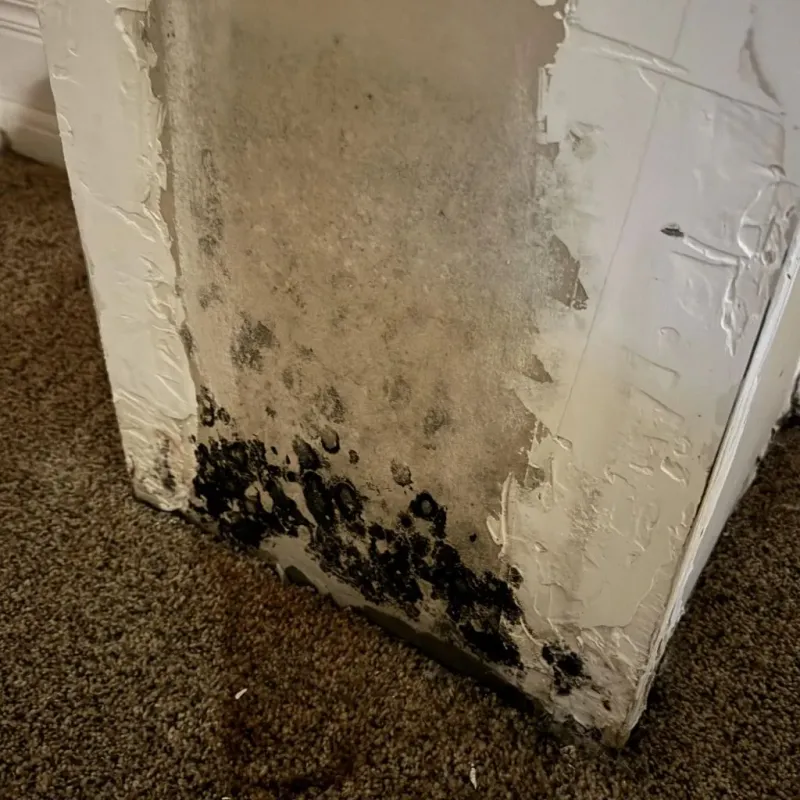 Professional Mold Removal in Wewoka, OK